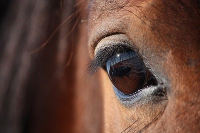 Close Up of the Eye of a Dark Brown Horse